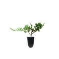 thumbnail image 1 of Juniper Bar Harbor - 40 Live Plants - Juniperus Horizontalis - Drought Tolerant Cold Hardy Evergreen Ground Cover, 1 of 9