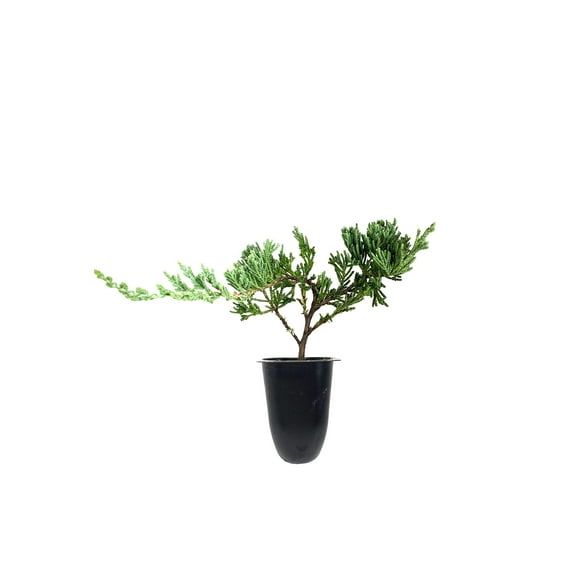 Juniper Bar Harbor - 40 Live Plants - Juniperus Horizontalis - Drought Tolerant Cold Hardy Evergreen Ground Cover