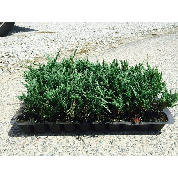 Juniper Bar Harbor - 60 Live Plants - Drought Tolerant Cold Hardy Evergreen