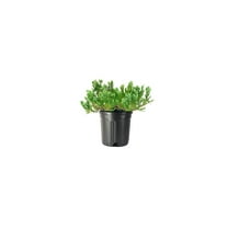 Juniper Blue Chip 2 Live Gallon Size Plants Juniperus Horizontalis Evergreen Cold Hardy Drought Tolerant Groundcover