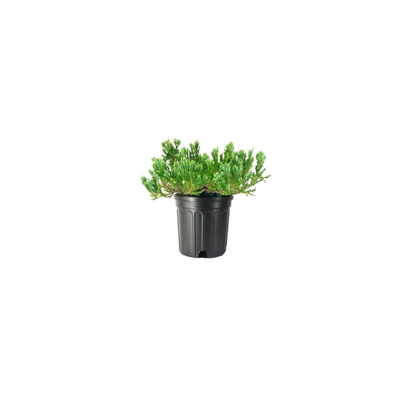 Juniper Blue Chip  3 Live Gallon Size Plants  Juniperus Horizontalis  Evergreen Cold Hardy Drought Tolerant Groundcover