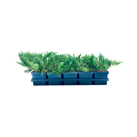 Juniper Blue Chip 5 Live 4 Inch Pots Juniperus Horizontalis Drought Tolerant Cold Hardy Evergreen Groundcover Plants