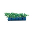 Juniper Blue Chip 5 Live 4 Inch Pots Juniperus Horizontalis Drought