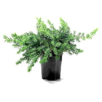 Juniper Blue Pacific | 10 Live 4 Inch Pots | Juniperus conferta 'Blue Pacific' | Evergreen Ground Cover Plants | Drought-Tolerant Landscaping Shrub