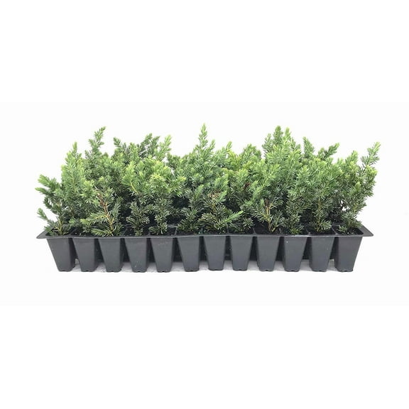 Juniper Blue Pacific - 10 Live Plants - 2" Pot Size - Evergreen Ground Cover 'Shore Juniper'