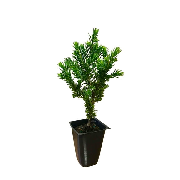 Juniper Blue Pacific  10 Live Plants  Shore Juniper  Drought Tolerant Evergreen Groundcover