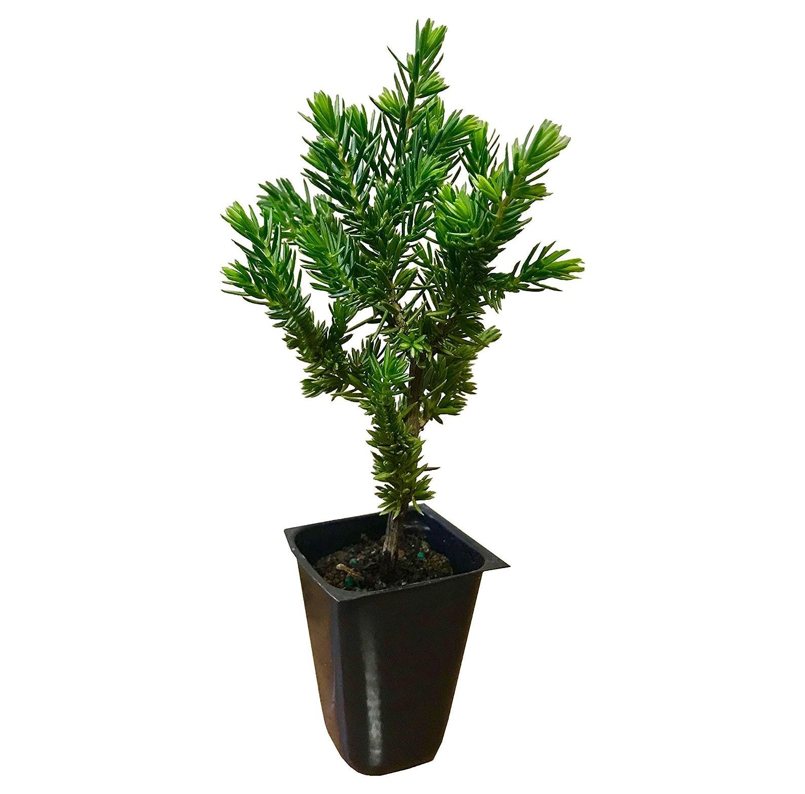 Juniper Blue Pacific 10 Live Plants Shore Juniper Drought