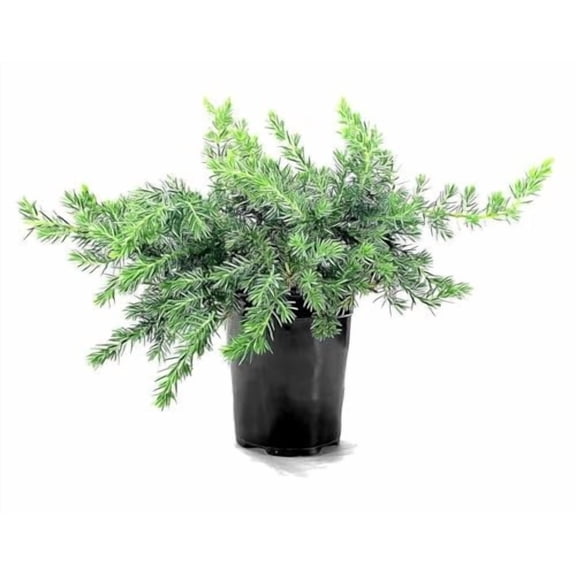 Juniper Blue Pacific  12 Live 4 Inch Pots  Juniperus conferta 'Blue Pacific'  Evergreen Ground Cover Plants  Drought-Tolerant Landscaping Shrub