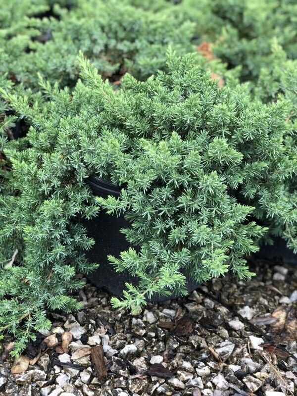 Juniper Blue Pacific 25 Plants in 31/2 inch Pots