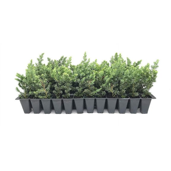 Juniper Blue Pacific - 30 Live Plants - 2" Pot Size - Evergreen Ground Cover 'Shore Juniper'