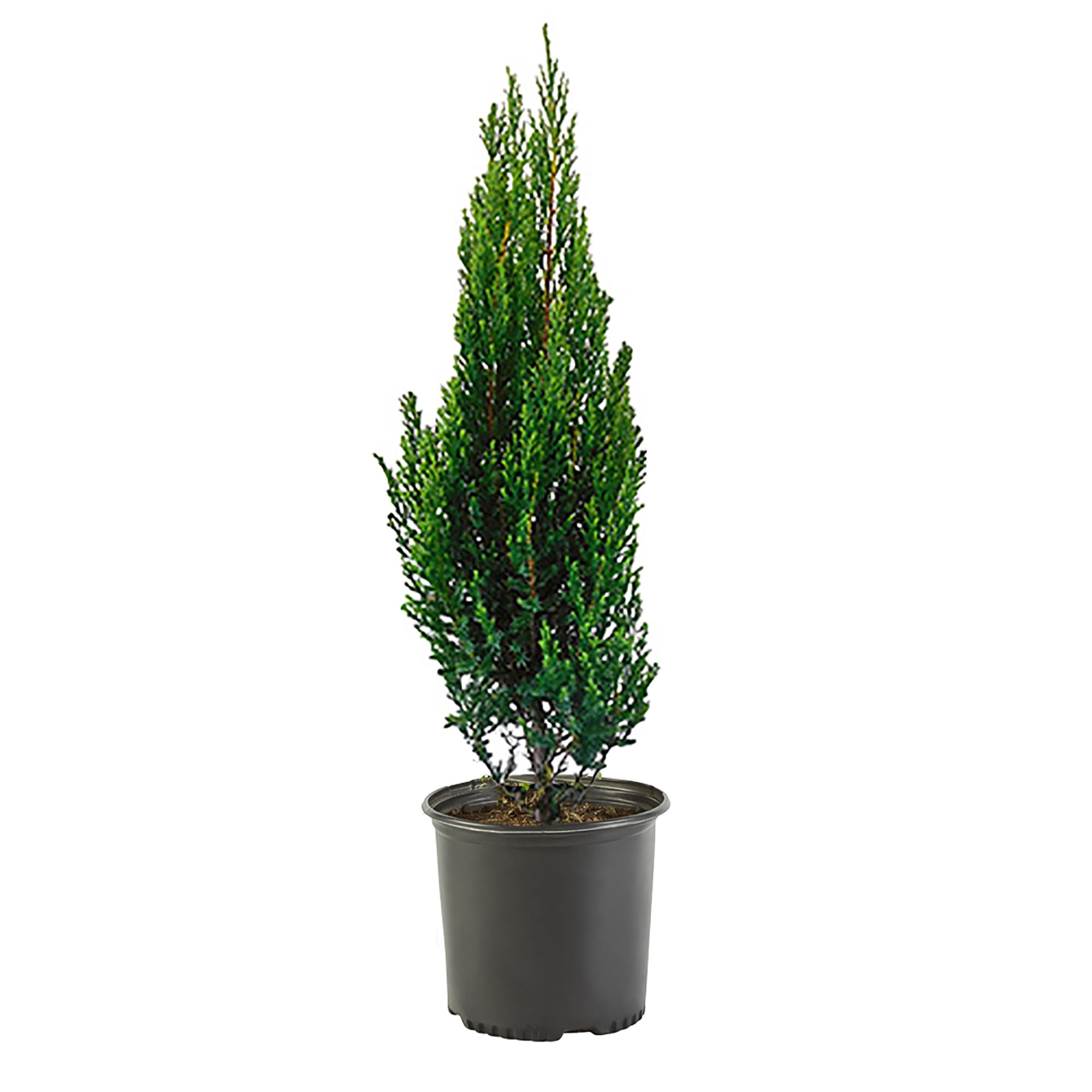 Expert Gardener Blue Point Juniper Live Shrub