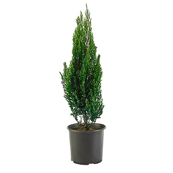 Juniper, Blue Point Live Shrub (3 Gallon)