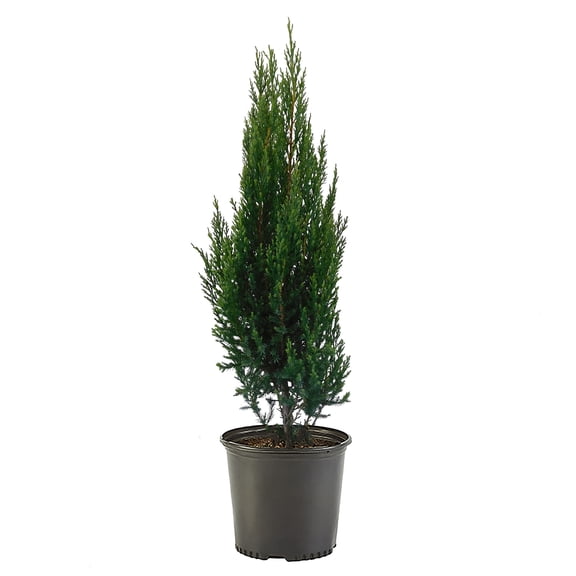 Juniper, Blue Point Shrub (7 Gallon)