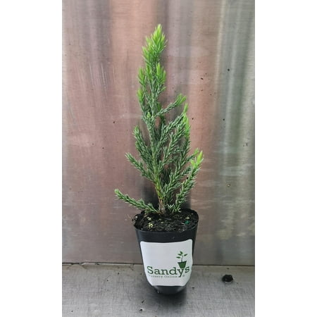 Juniper Blue Point Starter Plant