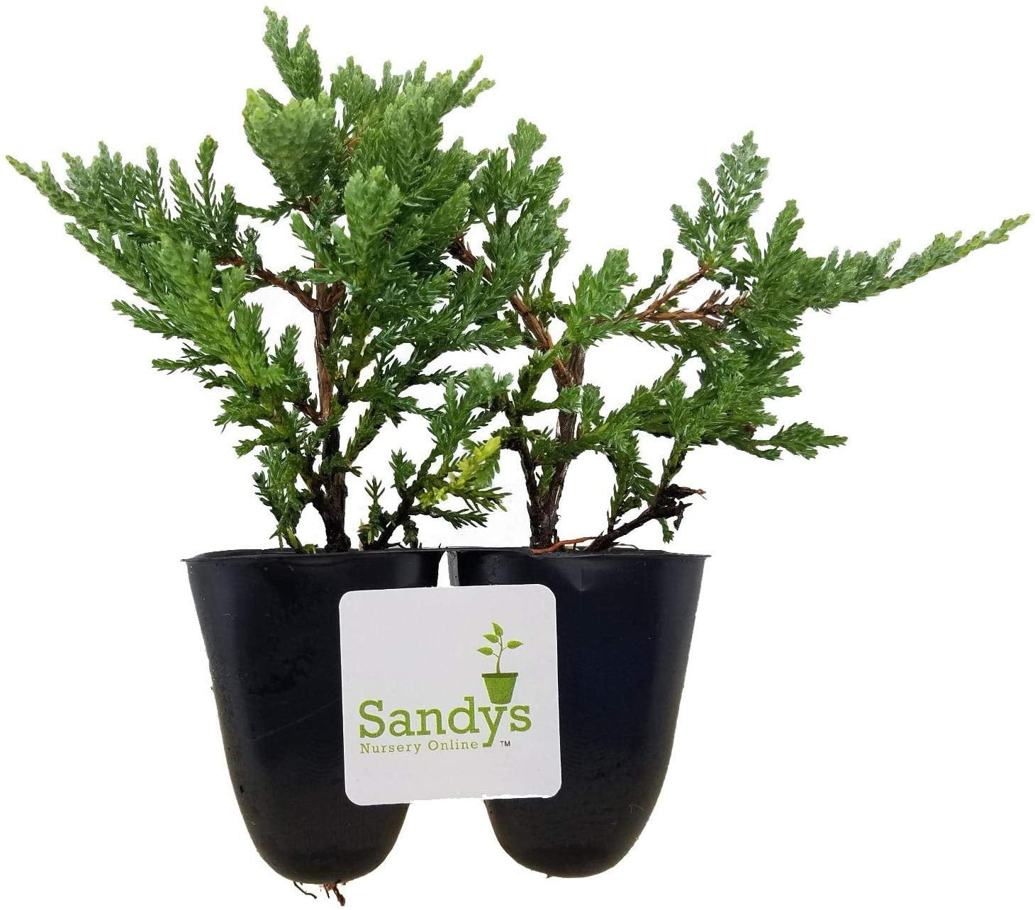 Juniper Blue Rug Ground Cover Starter Plant, Lot of 24