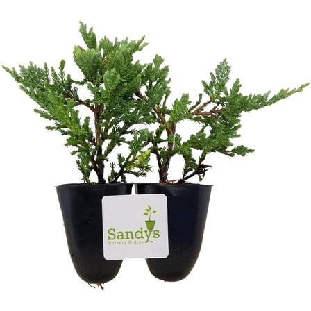 Juniper Blue Rug Ground Cover Starter Plant, Lot of 2