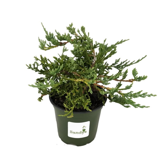 Juniper Blue Rug, Wilton Ground Cover, 4 Inch Pot