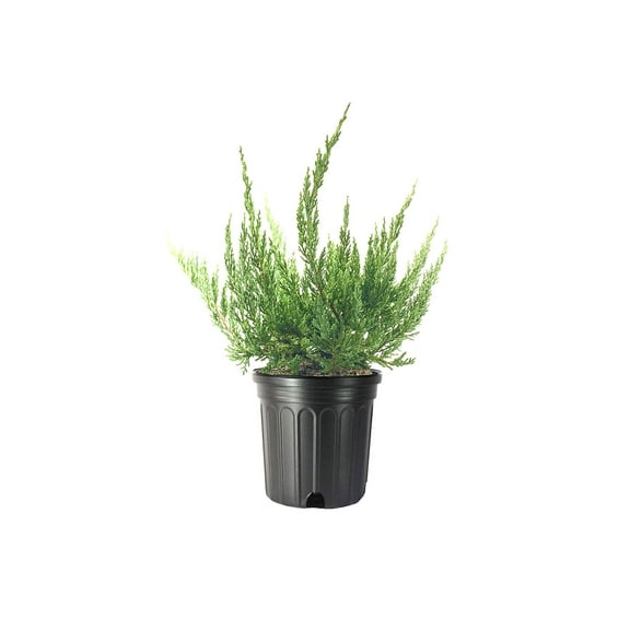Juniper Blue Sargent - 1 Live Gallon Size Plant - Juniperus Chinensis - Drought Tolerant Cold Hardy Evergreen Groundcover