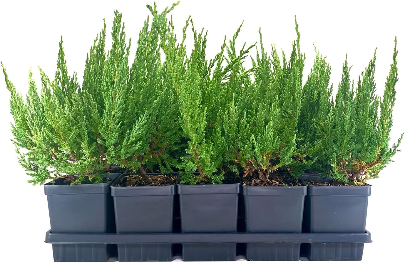 Juniper Blue Sargent 3 Live 4 Inch Pots Juniperus Chinensis