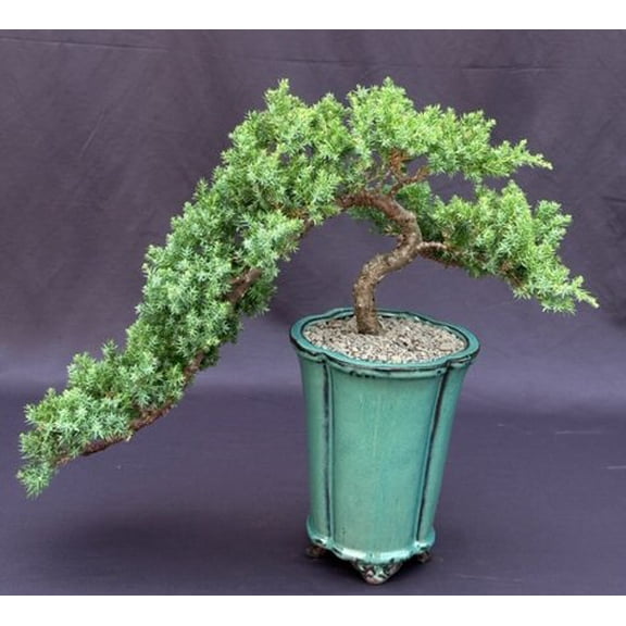 Juniper Bonsai Tree - Cascade Style (juniper procumbens nana)