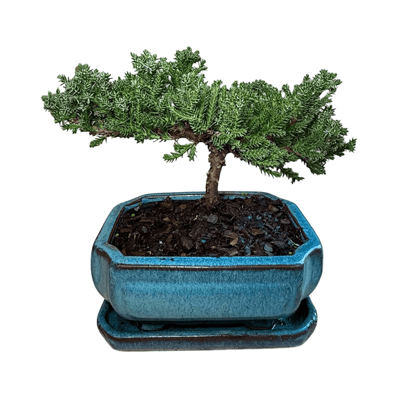Juniper Bonsai Tree Live Plants, Cold Hardy Evergreen Miniature Tree