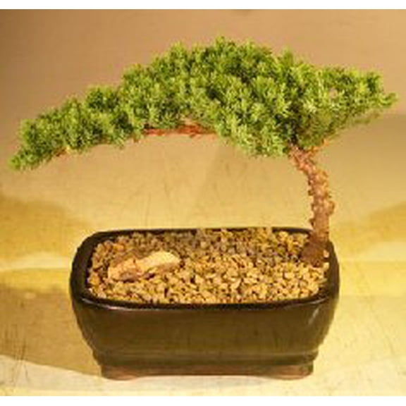 Juniper Bonsai Tree Complete Starter Kit