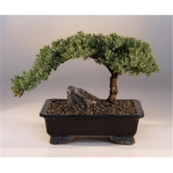 Juniper Bonsai Tree - Juniper Procumbens Nana - Large