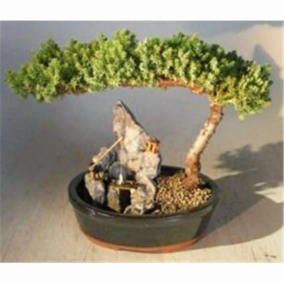 Juniper Bonsai Tree - Juniper Procumbens Nana - Large