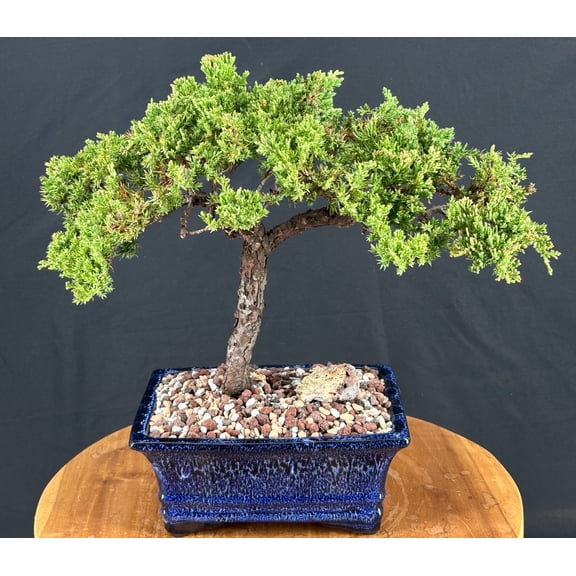 Juniper Bonsai Tree Trained Outdoor Evergreen Bonsai, 18-Year-Old, 12" Tall