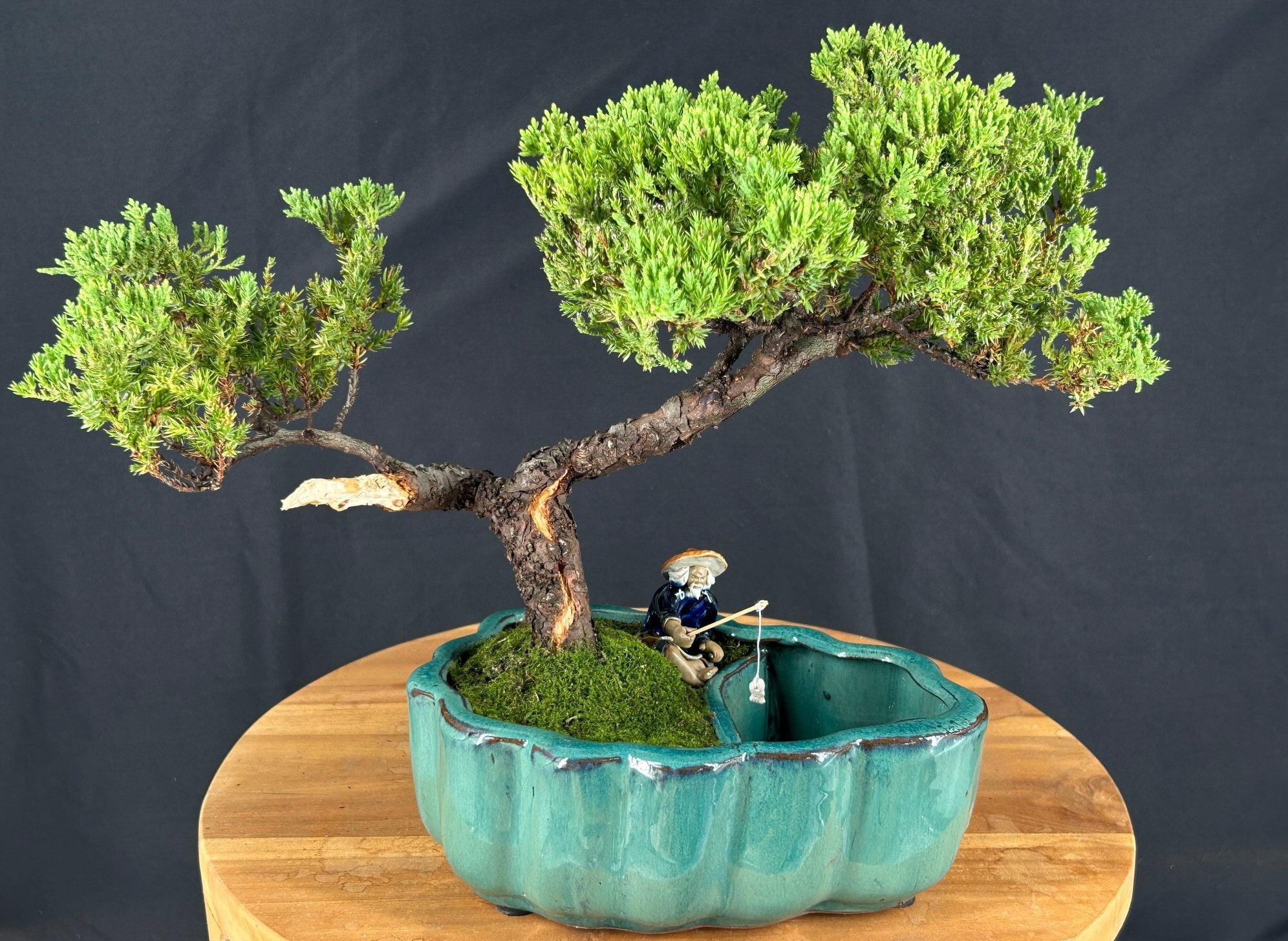Bonsai Juniper Tree