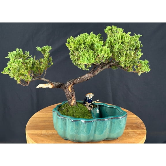 Juniper Bonsai Tree Trained Outdoor Evergreen Bonsai, 19-Year-Old, 12" Tall