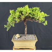 Juniper Bonsai Tree   Trained Outdoor Evergreen Bonsai, 19-Year-Old, 14" Tall