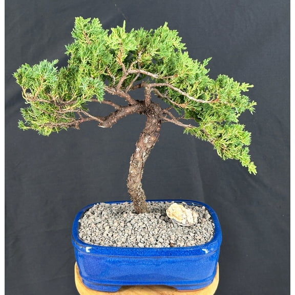 Juniper Bonsai Tree Trained Outdoor Evergreen Bonsai, 20-Year-Old, 14" Tall