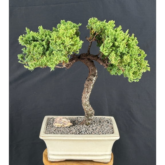 Juniper Bonsai Tree Trained Outdoor Evergreen Bonsai, 19-Year-Old, 15" Tall
