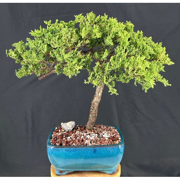 Juniper Bonsai Tree Trained Outdoor Evergreen Bonsai, 21-Year-Old, 17" Tall