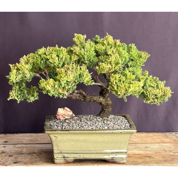Juniper Bonsai Tree Trained Outdoor Evergreen Bonsai, 22-Year-Old, 13" Tall with Humidity Dip Tray