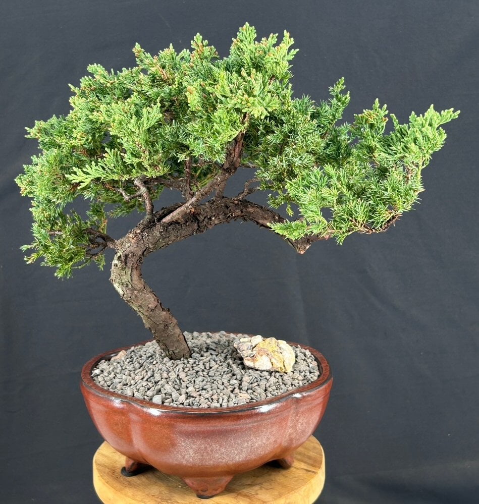 Bonsai Juniper Tree