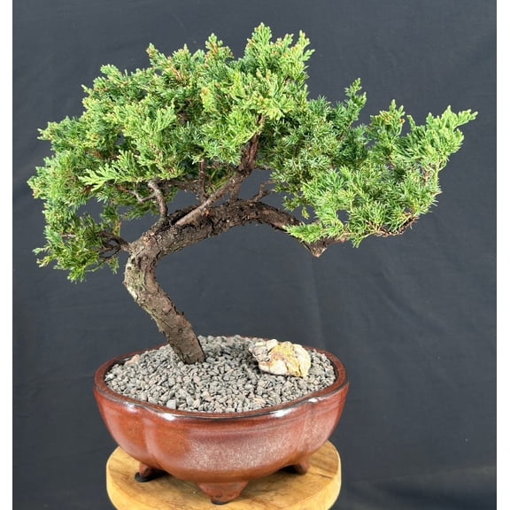 Juniper Bonsai Tree  Trained Outdoor Evergreen Bonsai, 24-Year-Old, 14" Tall