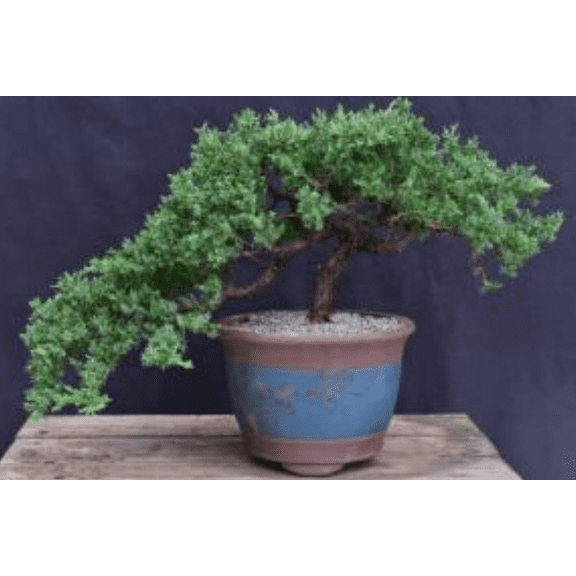 Juniper Bonsai Tree - Trained (juniper procumbens nana)