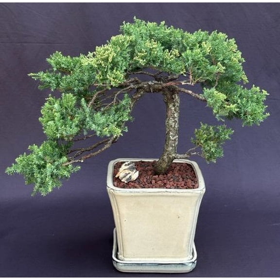Juniper Bonsai Tree - Trained (juniper procumbens nana)