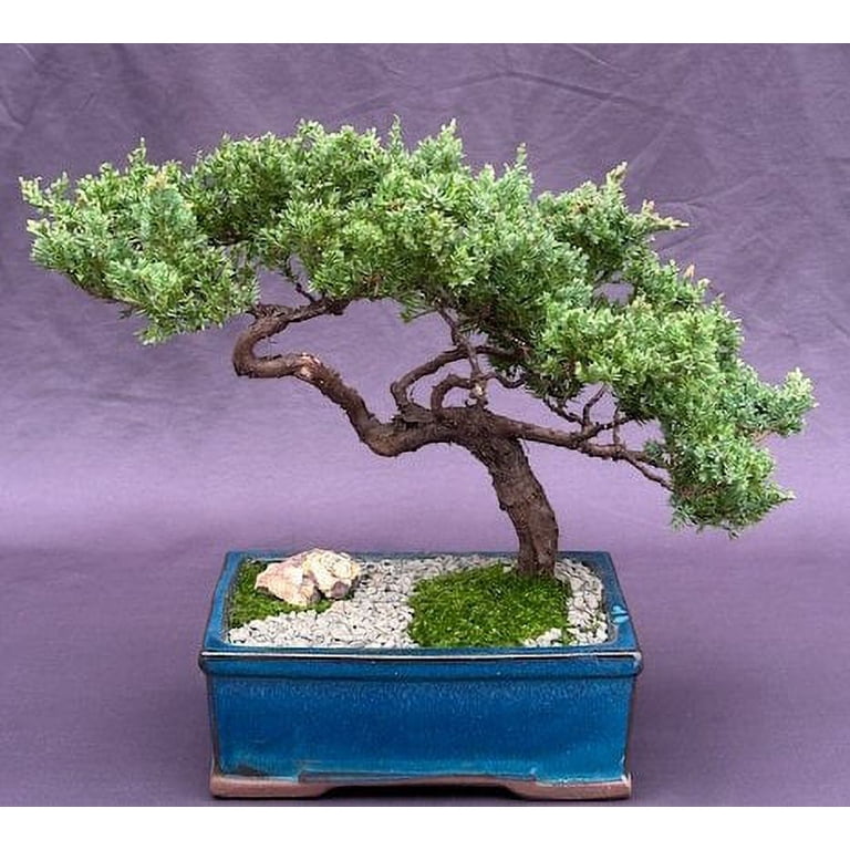 Juniper Bonsai Tree - Trained (juniper procumbens nana) - Walmart.com