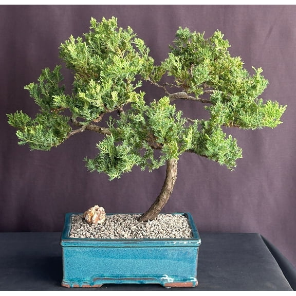 Juniper Bonsai Tree - Trained (juniper procumbens nana)