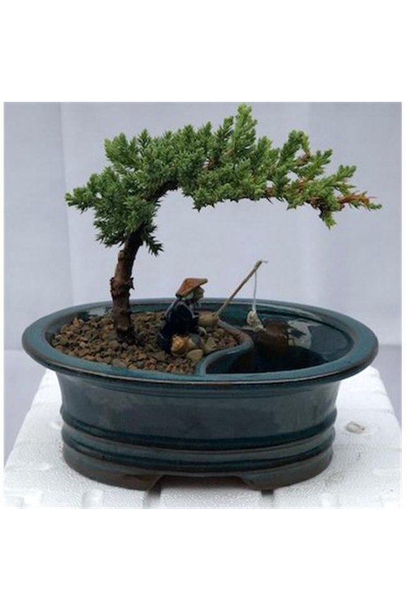 Juniper Bonsai Tree with Land & Water Pot - Juniper Procumbens Nana - Small
