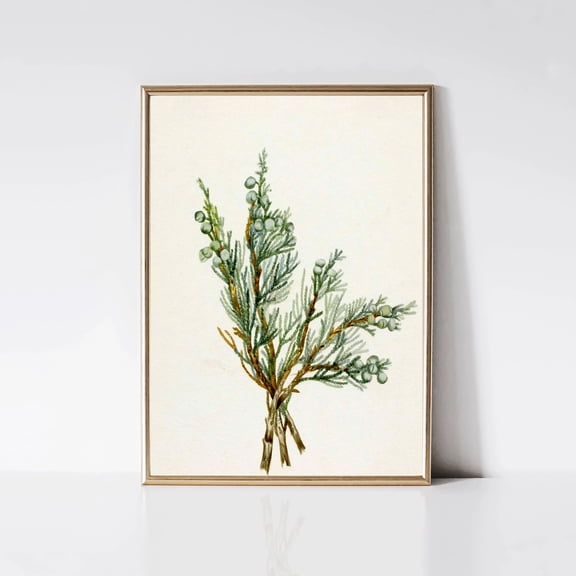 Juniper Branch Painting, Vintage Christmas Tree Print, Winter Botanical Still Life Print Poster , Poster Print Only