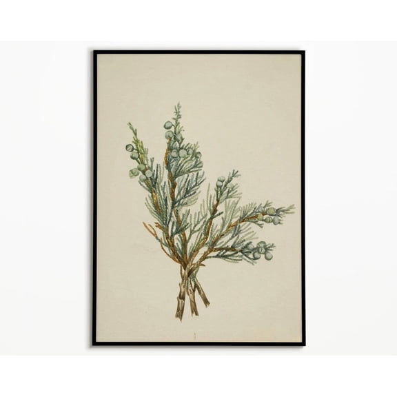 Juniper Branch Wall Art Nature Botanical Decor Greenery Unframed Paper Print