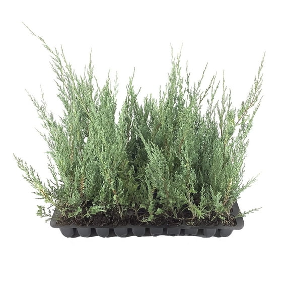 Juniper Burkii - 10 Live Trees - Juniperus Virginiana - Evergreen Screening Red Cedar