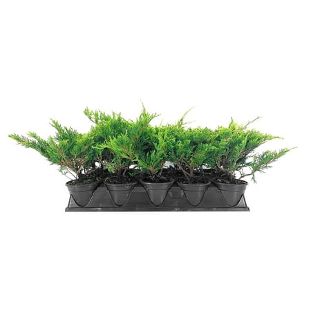 Juniper Calgary Carpet 5 Live 4 Inch Pots Juniperus Sabina Monna Evergreen Ground Cover Plants Low-Maintenance Landscaping Shrub