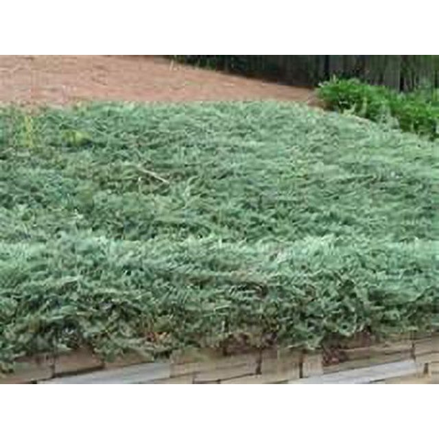 Juniper Evergreen