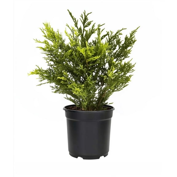 Juniper Gold Lace  3 Live 4 Inch Pots  Juniperus Chinensis  Drought Tolerant Cold Hardy Evergreen Groundcover Plants
