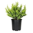 thumbnail image 1 of Juniper Lime Glow | 10 Live 4 Inch Pots | Juniperus chinensis ‘Lime Glow’ | Evergreen Ground Cover Plants | Low-Maintenance Landscaping Shrub, 1 of 6